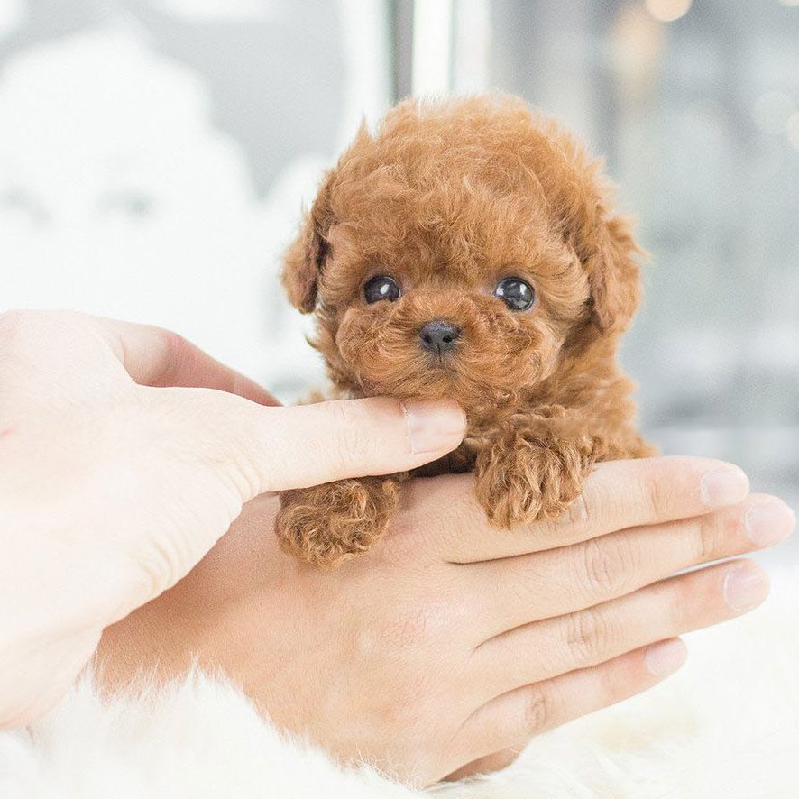 【Official Store】🐶🔥 The Most Realistic Robot Puppy Ever! Last Chance for Exclusive Discount! 🕒
