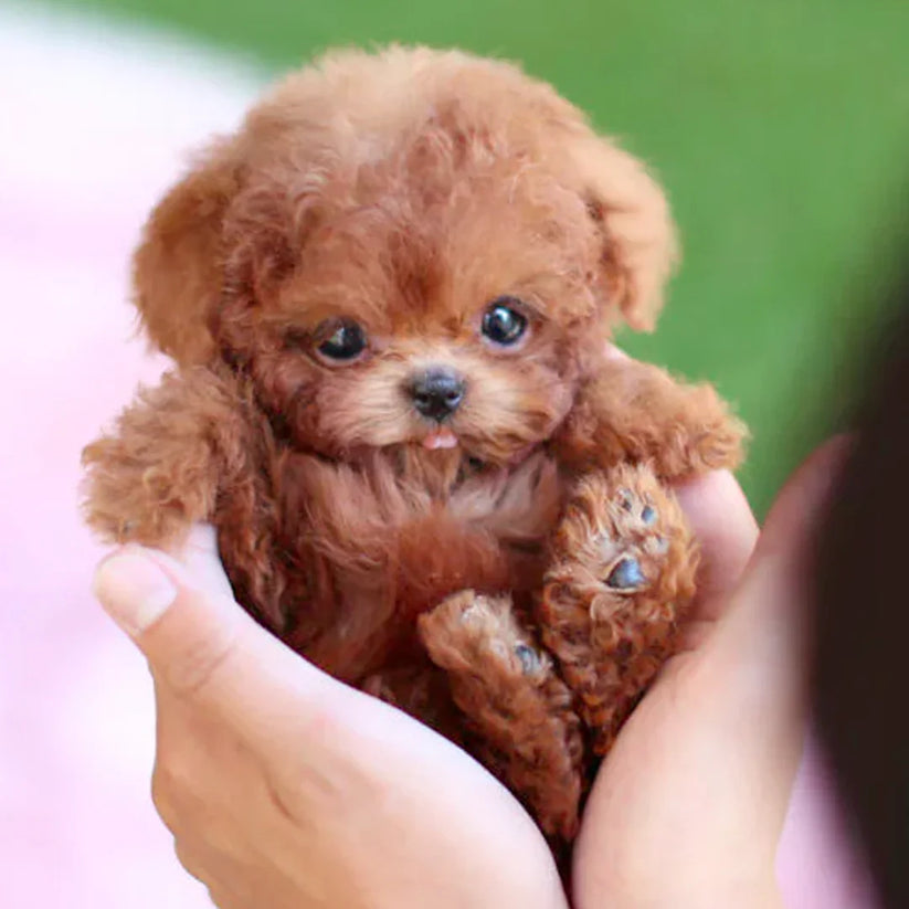 【Official Store】🐶🔥 The Most Realistic Robot Puppy Ever! Last Chance for Exclusive Discount! 🕒